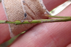 Polygala wittebergensis