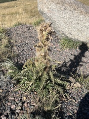 Cirsium scopulorum