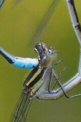 Austroagrion watsoni