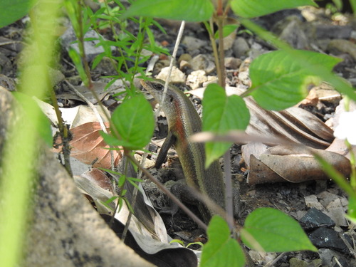 Eutropis multifasciata