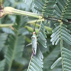 Austromiris viridissimus