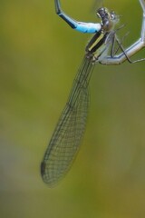 Austroagrion watsoni