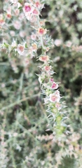 Salsola kali