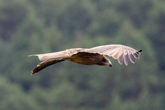 Milvus migrans lineatus
