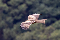 Milvus migrans lineatus