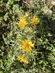 Scolymus hispanicus