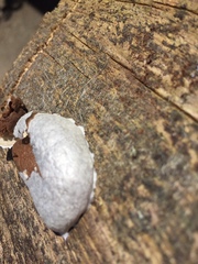 Reticularia