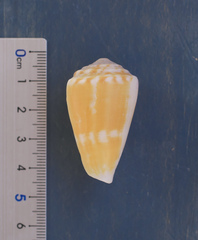 Conus lischkeanus