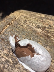 Reticularia