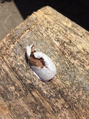 Reticularia