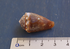 Conus fulgetrum