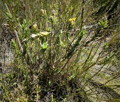 Liparia hirsuta