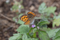Lycaena phlaeas daimio