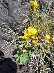 Crotalaria spectabilis