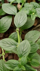 Spermacoce latifolia