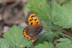 Lycaena phlaeas daimio