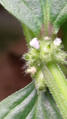 Spermacoce latifolia