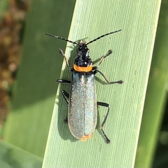 Chauliognathus lugubris