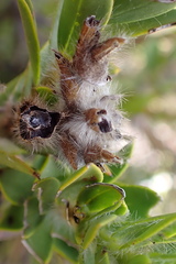 Liparia hirsuta