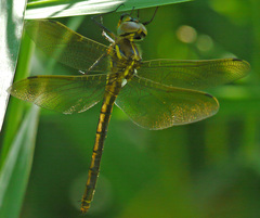 Somatochlora ensigera