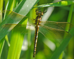 Somatochlora ensigera