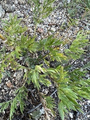 Artemisia arctica