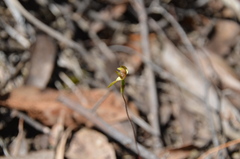 Caladenia transitoria