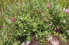Podalyria buxifolia