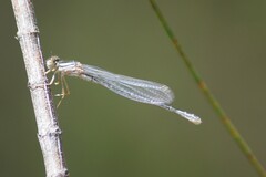 Xanthagrion erythroneurum