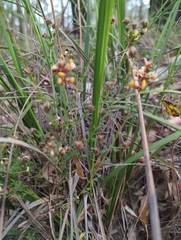 Pultenaea gunnii