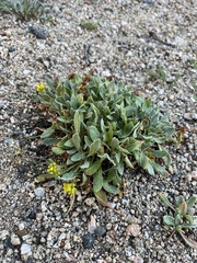 Eriogonum flavum