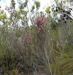 Erica diaphana