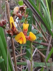 Pultenaea gunnii