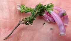 Erica diaphana