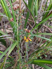 Pultenaea gunnii