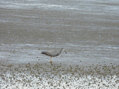Egretta novaehollandiae novaehollandiae