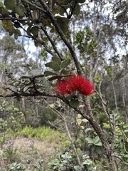Metrosideros polymorpha