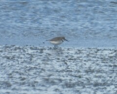 Anarhynchus frontalis