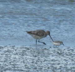 Limosa lapponica baueri