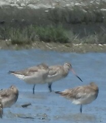 Limosa lapponica baueri