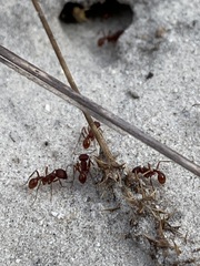 Pogonomyrmex badius