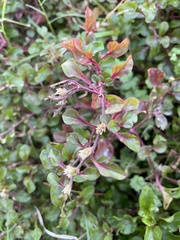 Chenopodium robertianum