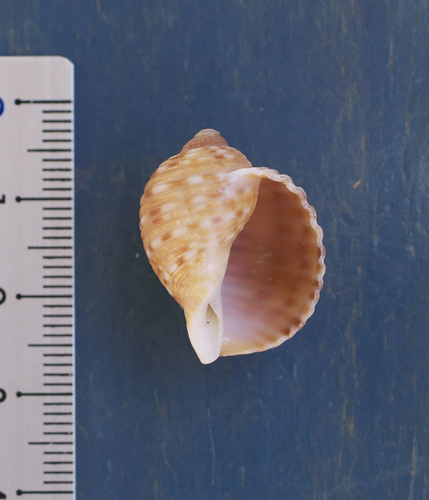 Tonna luteostoma observed 2022-10-19
