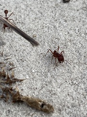 Pogonomyrmex badius