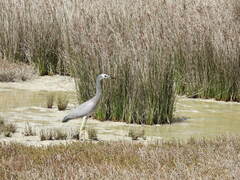 Egretta novaehollandiae novaehollandiae