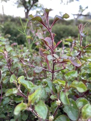 Chenopodium robertianum