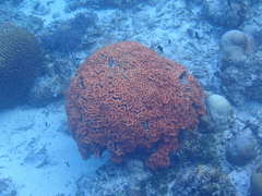 Lobophyllia