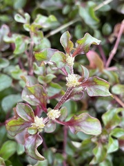 Chenopodium robertianum