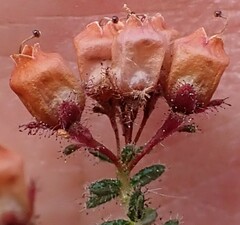 Erica scabriuscula