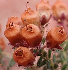 Erica scabriuscula